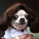 Illustration for article titled The Absolute Cutest Dog Cosplay of All Time